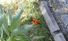 Oncopeltus varicolor