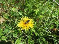 Cheilosia canicularis