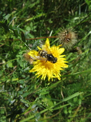 Cheilosia canicularis