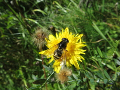 Cheilosia canicularis
