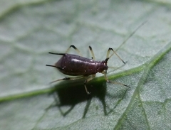 Uroleucon sonchi