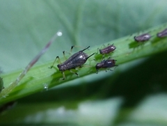 Uroleucon sonchi