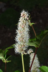 Apurimac shrub (Weinmannia apurimacensis)