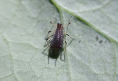Uroleucon sonchi