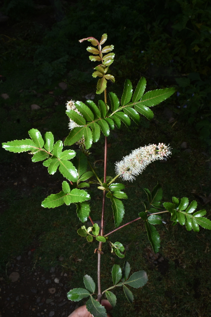 Weinmannia apurimacensis