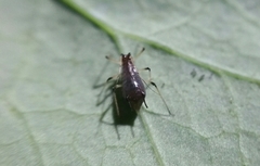 Uroleucon sonchi