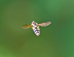 Xanthogramma