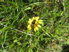 Cheilosia canicularis