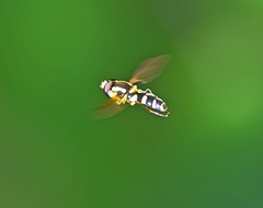 Xanthogramma