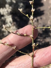 Eriogonum exaltatum
