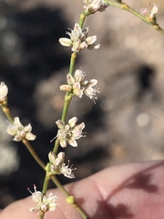 Eriogonum exaltatum