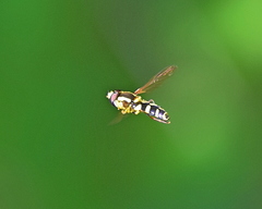 Xanthogramma