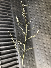 Eriogonum exaltatum