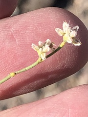 Eriogonum exaltatum