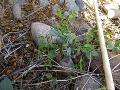 Horsfordia newberryi