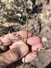 Eriogonum exaltatum