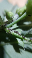 Uroleucon sonchi