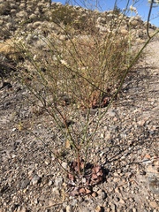 Eriogonum exaltatum