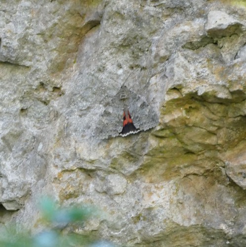 Catocala nupta