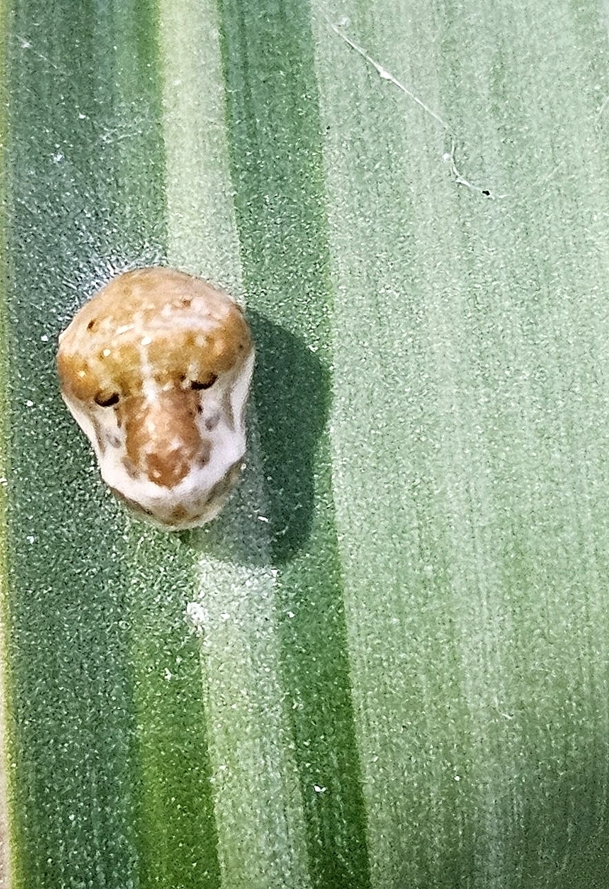 Apefly