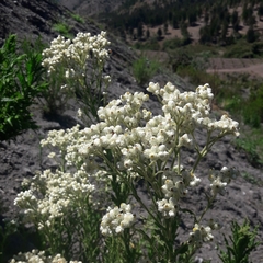 Pseudognaphalium cheiranthifolium