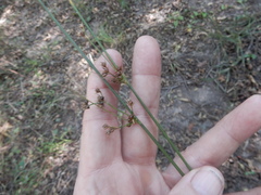 Juncus coriaceus