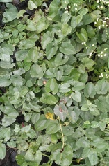 Aristolochia bracteolata