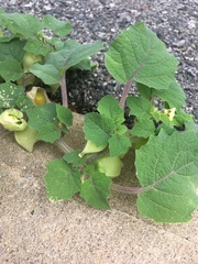 Physalis grisea