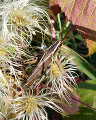 Melanoplus bivittatus