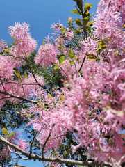 Chionanthus pubescens