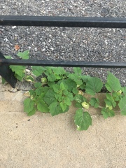 Physalis grisea