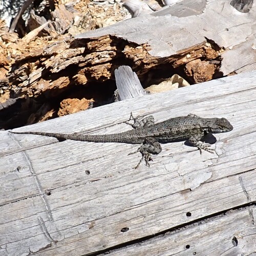 iNaturalist observation photo of Western Fence Lizard