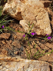 Polygala uncinata