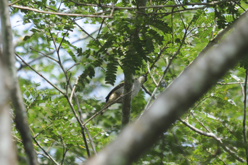 iNaturalist image