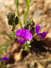 Polygala uncinata