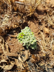 Raphionacme galpinii