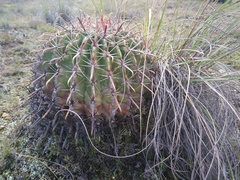 Ferocactus recurvus recurvus