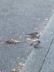 Passer domesticus