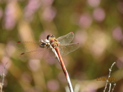 Sympetrum striolatum