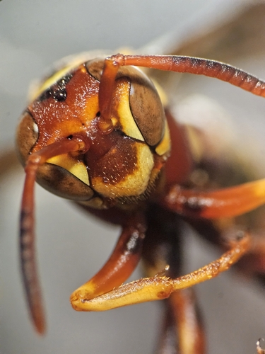 Crested Paper Wasp