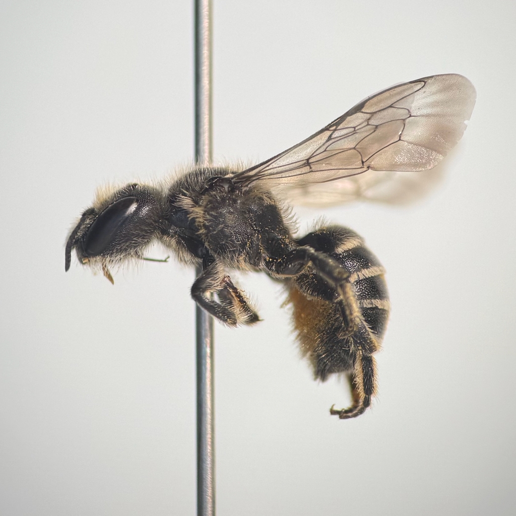 Hairy-fronted Small-mason