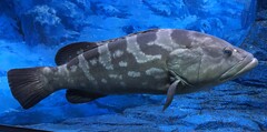 Longtooth Grouper photo 3