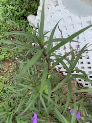 Ruellia simplex image