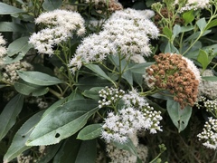 Ageratina tinifolia