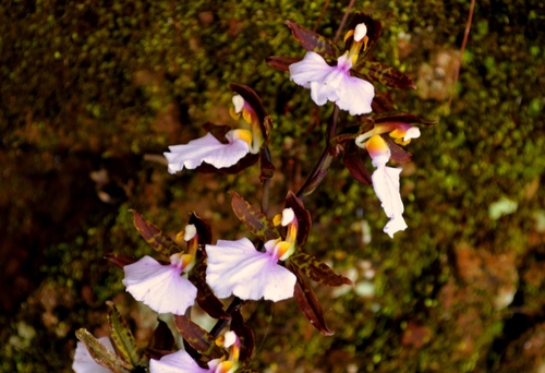 Rhynchostele bictoniensis