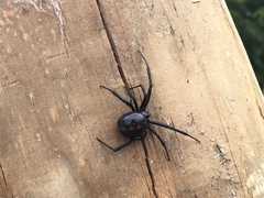 Latrodectus variolus