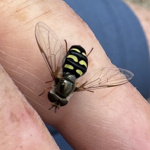 Unknown species found near Payette National Forest, Dixie, ID, US