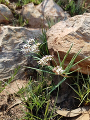 Asclepias stellifera