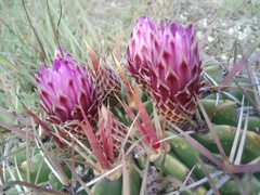 Ferocactus recurvus recurvus