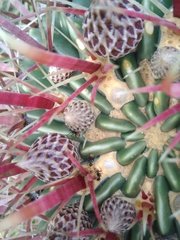 Ferocactus recurvus recurvus